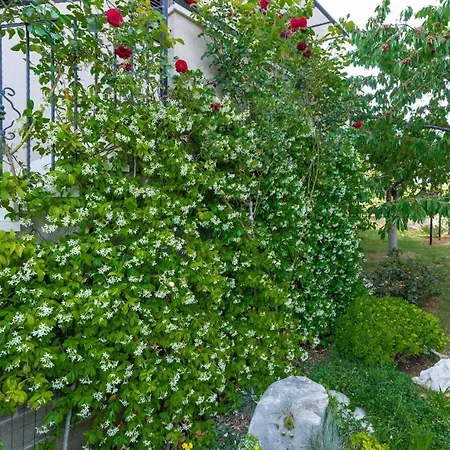 David With Balcony * Dračevac